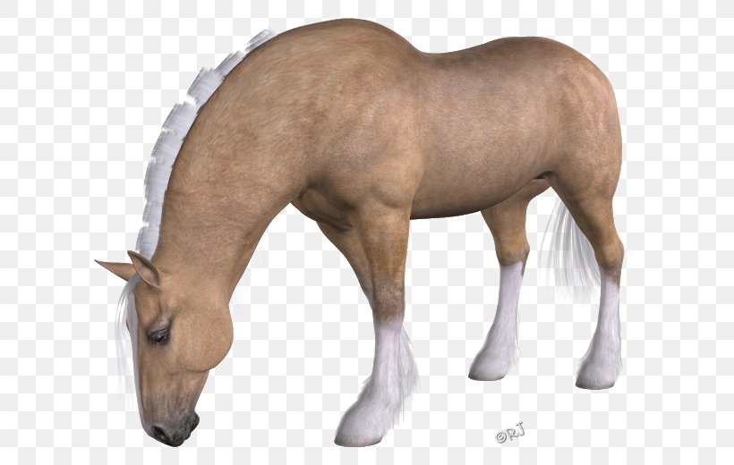 Mane Mustang Foal Mare Stallion, PNG, 640x520px, Mane, Animal, Animal Figure, Foal, Halter Download Free