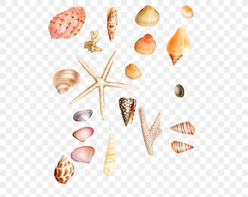 Seashell Clip Art, PNG, 567x650px, Seashell, Color, Conchology, Creative Work, Cuisine Download Free