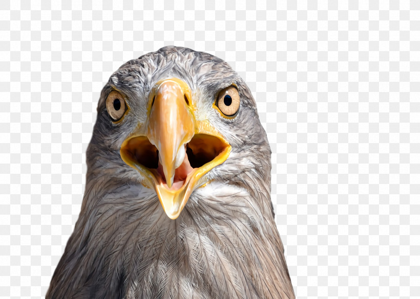 Bald Eagle Eagle Beak Owl M Close-up, PNG, 1920x1372px, Bald Eagle, Beak, Biology, Birds, Closeup Download Free