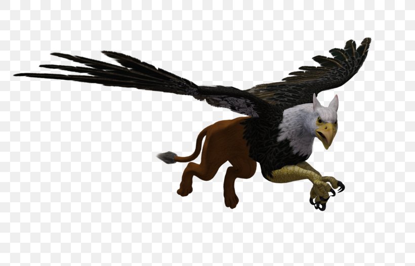 Bird Bald Eagle Animal PhotoScape, PNG, 800x526px, Bird, Accipitriformes, Animal, Animal Figure, Bald Eagle Download Free