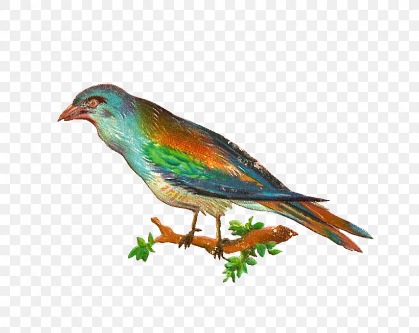 Bird Swallow Clip Art, PNG, 1035x823px, Bird, Beak, Bird Nest, Birdcage, Color Download Free