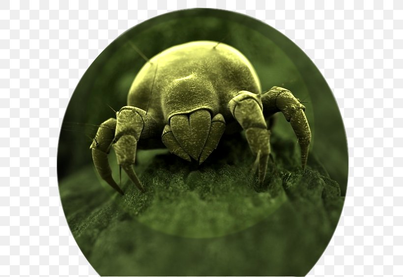 House Dust Mites Aceria Anthocoptes Indoor Air Quality, PNG, 608x564px, House Dust Mites, Acari, Aceria Anthocoptes, Air Pollution, Allergy Download Free