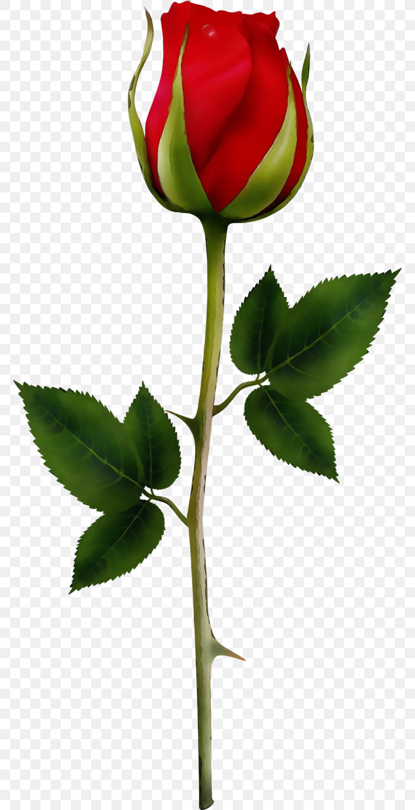 Rose, PNG, 768x1600px, Watercolor, Bud, Flower, Leaf, Paint Download Free