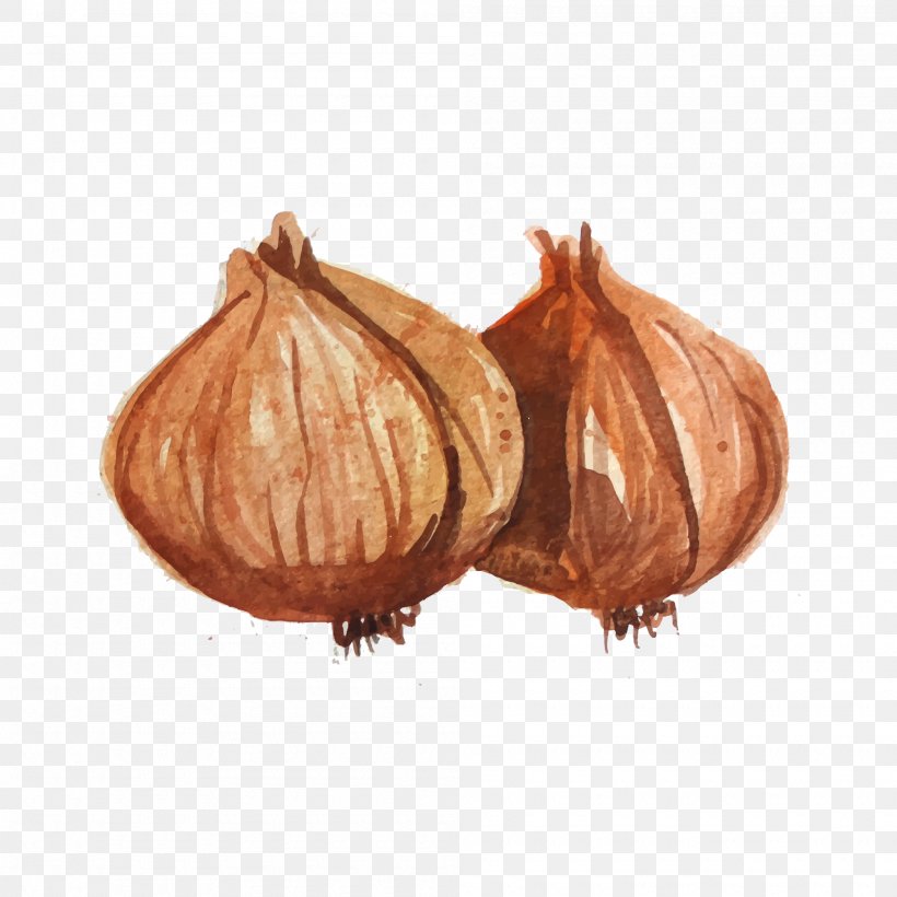 Watercolor Painting Vegetable Illustration, PNG, 2000x2000px, Watercolor Painting, Commodity, Food, Ingredient, Onion Download Free