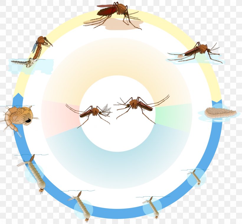 Biological Life Cycle Culex Pupa Larva Marsh Mosquitoes, PNG, 1200x1110px, Biological Life Cycle, Biology, Culex, Culex Pipiens, Egg Download Free