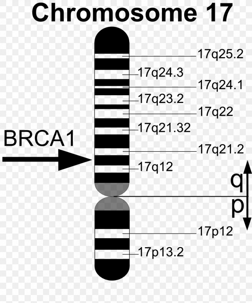 BRCA1 BRCA Mutation Gene BRCA2, PNG, 851x1024px, Brca Mutation, Area, Black, Black And White, Brand Download Free