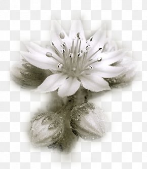 Fleur Blanche Images Fleur Blanche Transparent Png Free Download