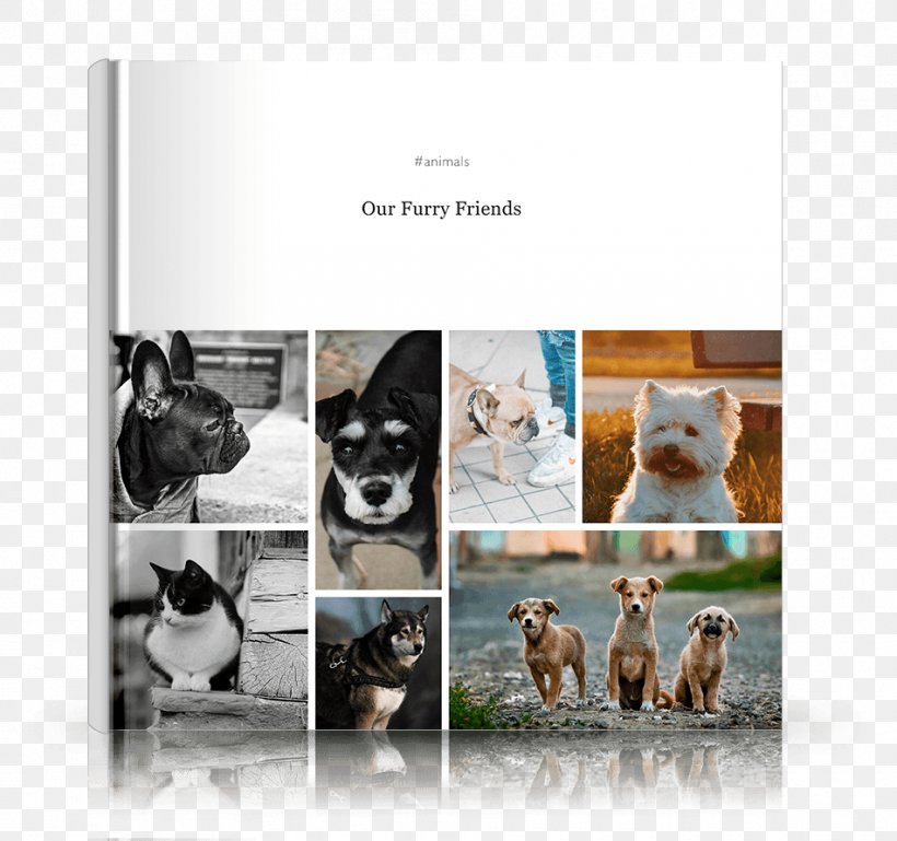Kitten Photo-book Travel Hardcover Book Cover, PNG, 950x891px, Kitten, Adventure, Advertising, Book, Book Cover Download Free