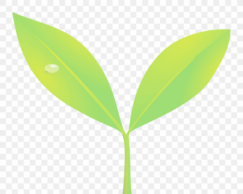 Leaf Green Plant Flower Tree, PNG, 3000x2401px, Sprout, Bud, Eucalyptus, Flower, Flush Download Free