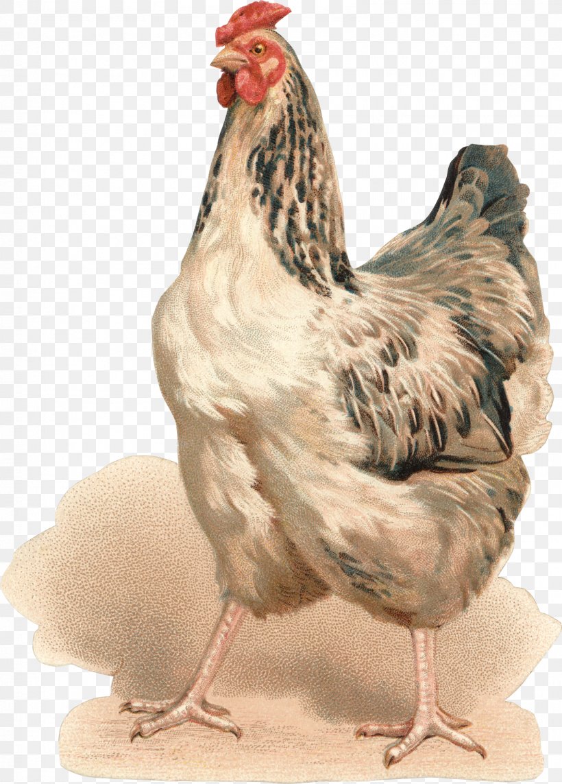 Rooster Chicken Hen Bokmärke Fairy Tale, PNG, 1605x2238px, Rooster, Beak, Bird, Chicken, Decoupage Download Free