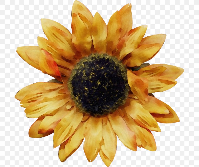 Sunflower, PNG, 699x687px, Watercolor, Flower, Flowering Plant, Gazania, Paint Download Free