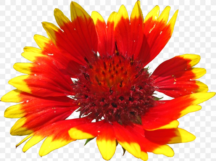Blanket Flowers Art, PNG, 1200x894px, Blanket Flowers, Annual Plant, Art, Aster, Beauty Download Free