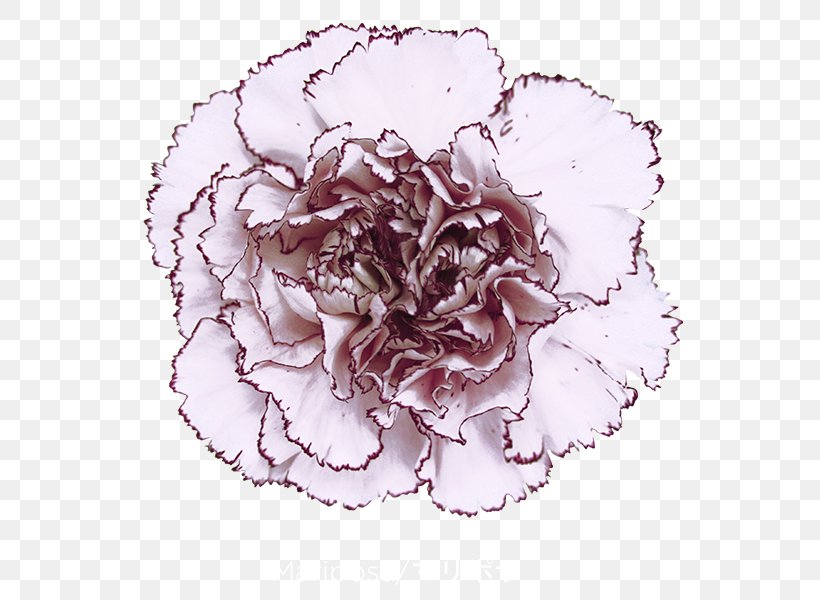 Cabbage Rose Carnation Cut Flowers Petal, PNG, 600x600px, Cabbage Rose, Apple, Baccarat, Carnation, Colibri Flowers Sa Download Free