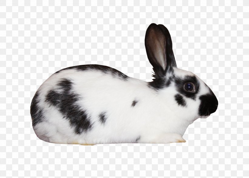 Domestic Rabbit White Rabbit European Rabbit Leporids Black And White, PNG, 3500x2500px, Domestic Rabbit, Black, Black And White, European Rabbit, Leporids Download Free
