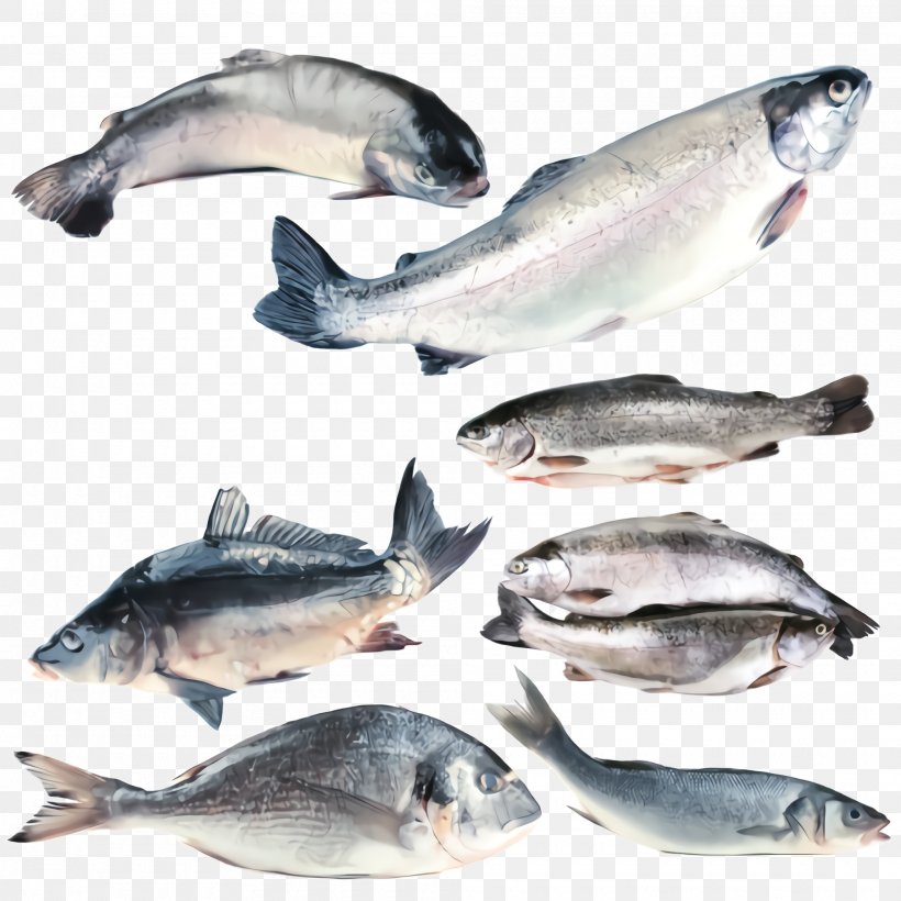 Fish Fish Fish Products Oily Fish Seafood, PNG, 2000x2000px, Fish, Bonyfish, Fish Products, Oily Fish, Salmon Download Free
