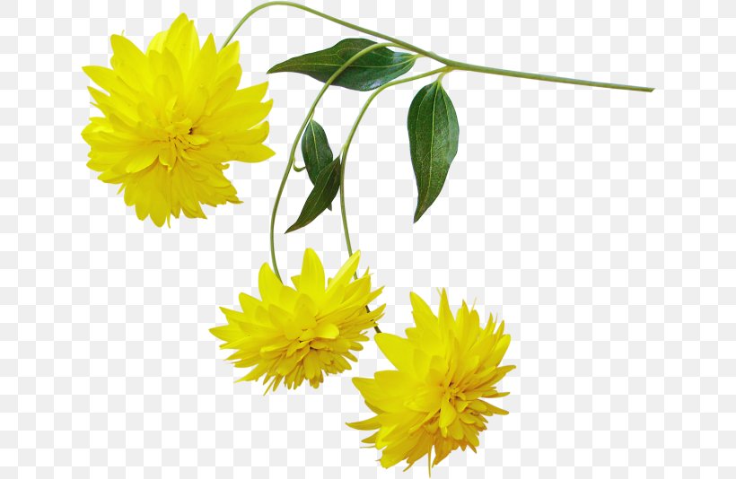 Yellow Chrysanthemum Flower, PNG, 642x534px, Yellow, Calendula, Chrysanthemum, Chrysanths, Color Download Free