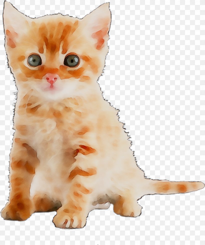 Cat Kitten Desktop Wallpaper Image, PNG, 1115x1331px, 4k Resolution, Cat, Aegean Cat, American Bobtail, American Shorthair Download Free