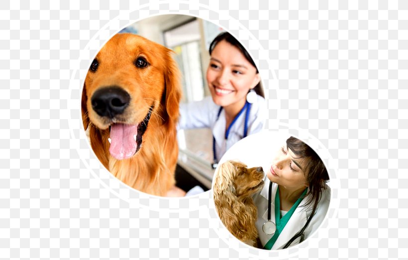 Golden Retriever Puppy Dog Breed Veterinary Medicine Companion Dog, PNG, 550x524px, Golden Retriever, Animal, Carnivoran, Companion Dog, Dog Download Free
