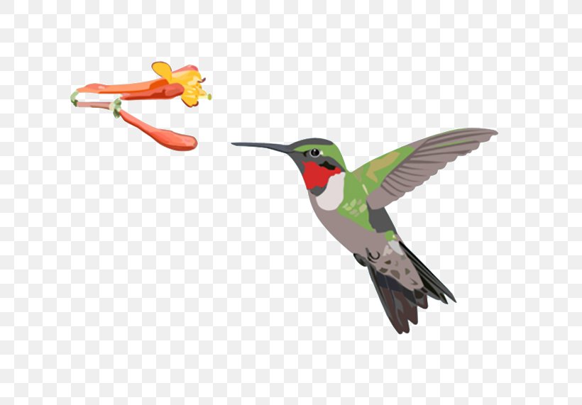 Ruby-throated Hummingbird Clip Art Bird Feeders, PNG, 800x571px, Hummingbird, Archilochus, Beak, Bird, Bird Feeders Download Free