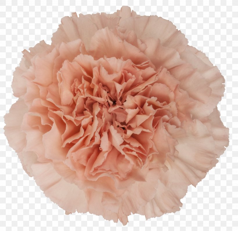 Carnation Pink Cut Flowers Rose, PNG, 2076x2014px, Carnation, Burgundy, Color, Cut Flowers, Floristry Download Free