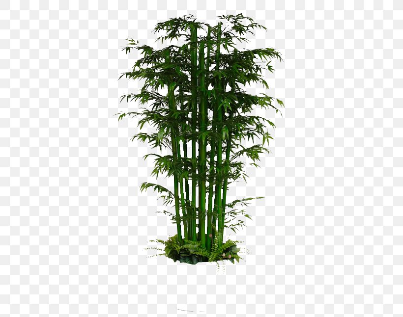 Lucky Bamboo Bambusa Multiplex Plant, PNG, 559x646px, Lucky Bamboo, Bamboo, Bambusa, Bambusa Multiplex, Bonsai Download Free