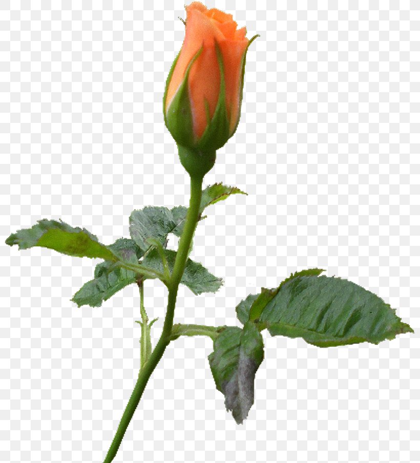Rose Family Bud Plant Stem Flower Herbaceous Plant, PNG, 802x904px, Rose Family, Bud, Flower, Flowering Plant, Herbaceous Plant Download Free