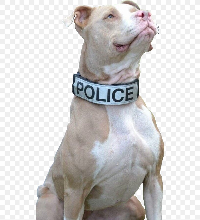 American Pit Bull Terrier New York City Puppy Police Dog, PNG, 526x902px, Pit Bull, American Bulldog, American Pit Bull Terrier, Animal Shelter, Bull Download Free