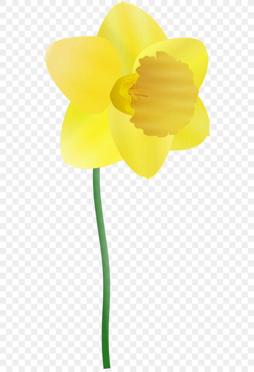 Daffodil Clip Art, PNG, 534x1200px, Daffodil, Animation, Blog, Cut Flowers, Drawing Download Free