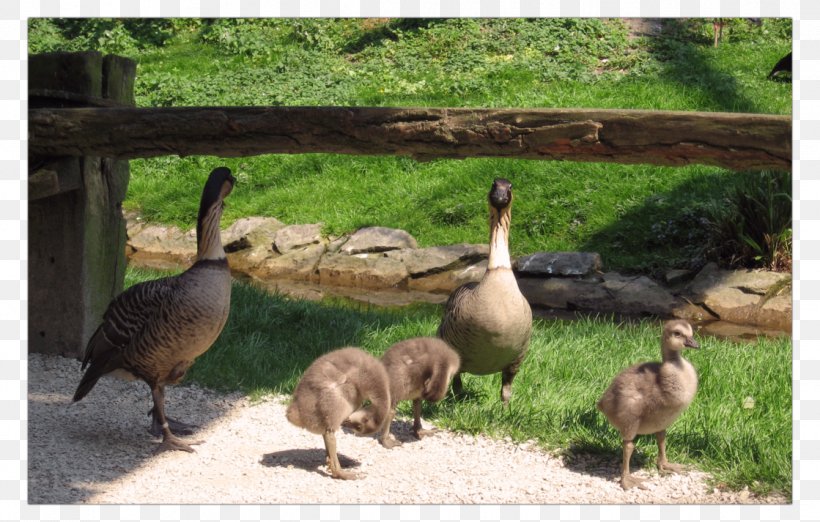 Duck Goose Fauna Ecosystem Wildlife, PNG, 1119x713px, Duck, Beak, Bird, Ducks Geese And Swans, Ecosystem Download Free