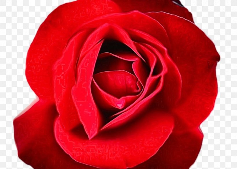 Garden Roses, PNG, 1200x857px, Watercolor, Cabbage Rose, Closeup, Cut Flowers, Floribunda Download Free