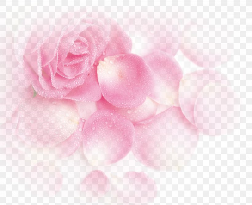 Garden Roses Beach Rose Pink Petal, PNG, 3502x2852px, Garden Roses, Beach Rose, Flower, Flowering Plant, Heart Download Free