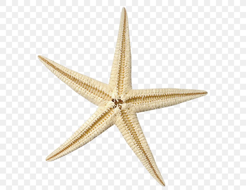 Starfish Brown Clip Art, PNG, 588x635px, Starfish, Asian Palmyra Palm, Brown, Cartoon, Color Download Free