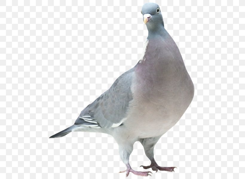 Stock Dove Columbidae Domestic Pigeon Bird, PNG, 500x600px, Stock Dove, Animal, Autumn, Beak, Bird Download Free
