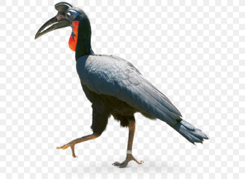 Abyssinian Ground Hornbill Beak Hellabrunn Zoo, PNG, 593x600px, Hornbill, Beak, Bird, Coraciiformes, Fauna Download Free