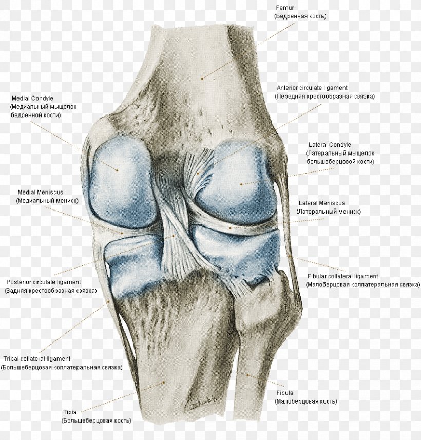 Atlas Of Human Anatomy Knee Bone Joint, PNG, 851x890px, Watercolor, Cartoon, Flower, Frame, Heart Download Free