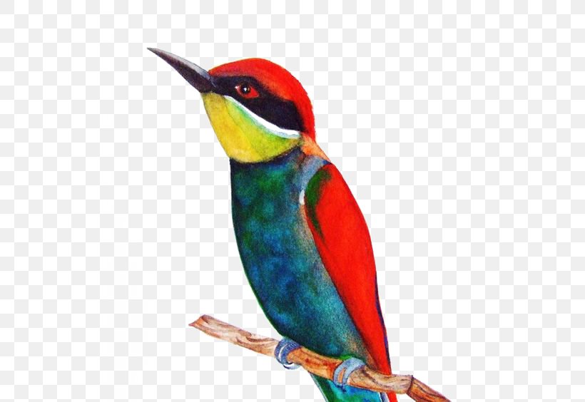 Bird Watercolor Painting Drawing, PNG, 564x564px, Bird, Art, Beak, Cartoon, Coraciiformes Download Free