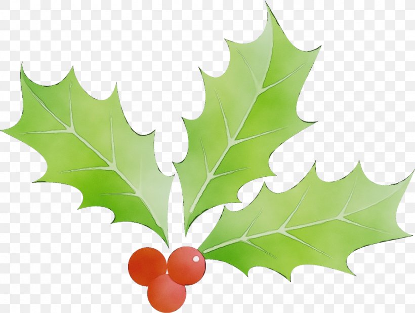 Maple Leaf, PNG, 1024x772px, Watercolor, American Holly, Flower, Holly, Hollyleaf Cherry Download Free