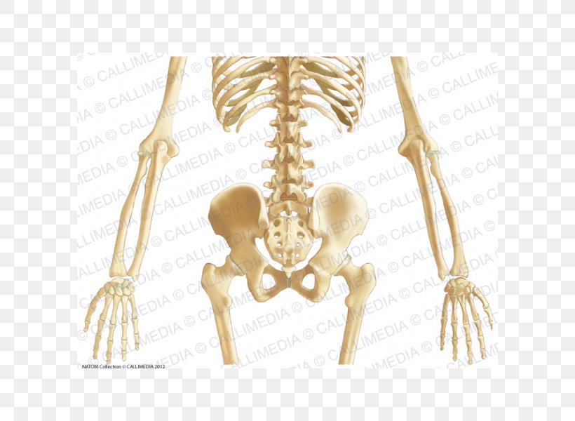 Pelvis Bone Abdomen Anatomy Ligament, PNG, 600x600px, Watercolor, Cartoon, Flower, Frame, Heart Download Free
