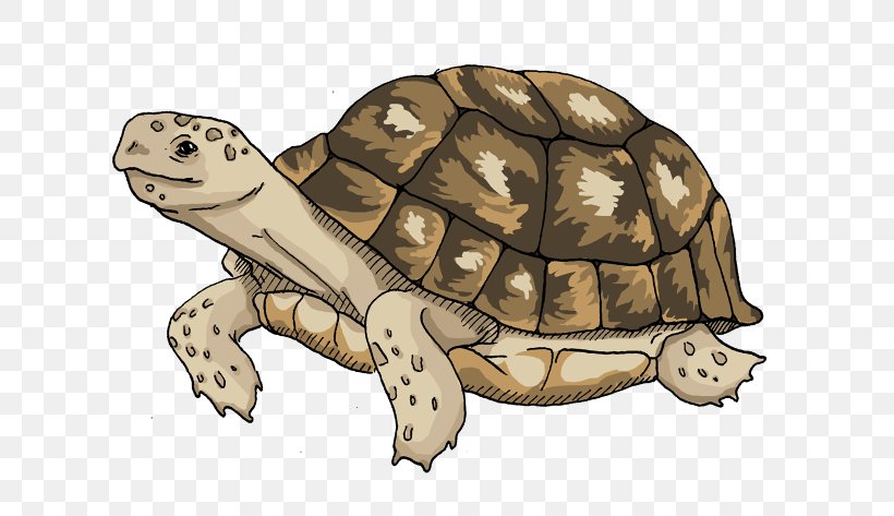 Box Turtles Tortoise Sea Turtle Florence Nightingale Museum, PNG, 670x473px, Box Turtles, Animal, Box Turtle, Cartoon, Emydidae Download Free