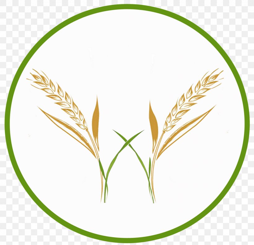 Grasses Lookbook Cereal Leaf Plant Stem, PNG, 1600x1545px, Grasses, Adobe Systems, Cereal, Commodity, Concert Download Free
