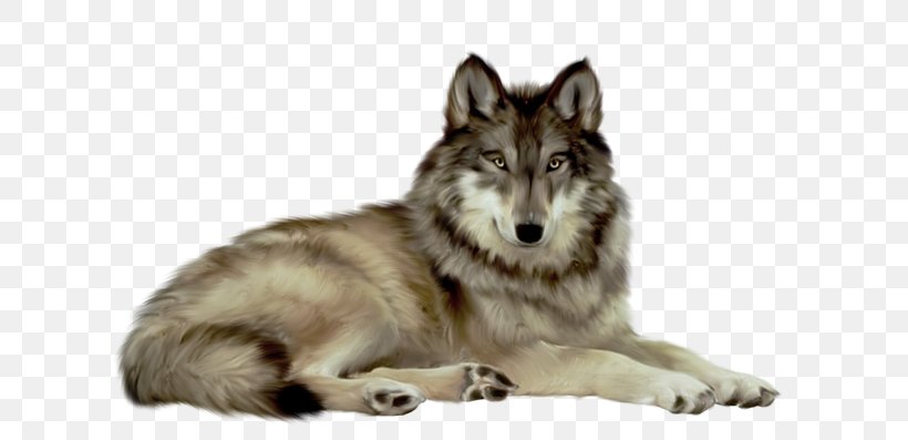 Gray Wolf Clip Art, PNG, 640x397px, Gray Wolf, Canis Lupus Tundrarum, Carnivoran, Czechoslovakian Wolfdog, Display Resolution Download Free