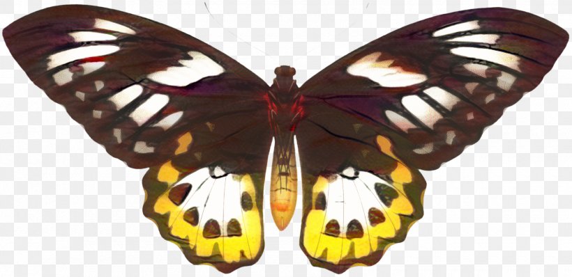 Larva Cartoon, PNG, 1800x874px, Butterfly, Birdwing, Brushfooted Butterflies, Brushfooted Butterfly, Caterpillar Download Free