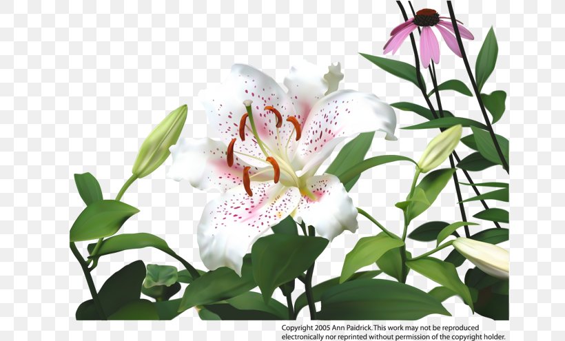Lilium Flower Drawing Clip Art, PNG, 658x495px, Lilium, Bud, Computer Font, Drawing, Flora Download Free