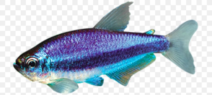 Sardine Marine Biology Milkfish Oily Fish Marine Mammal, PNG, 730x369px, Sardine, Biology, Bony Fish, Coral, Coral Reef Download Free
