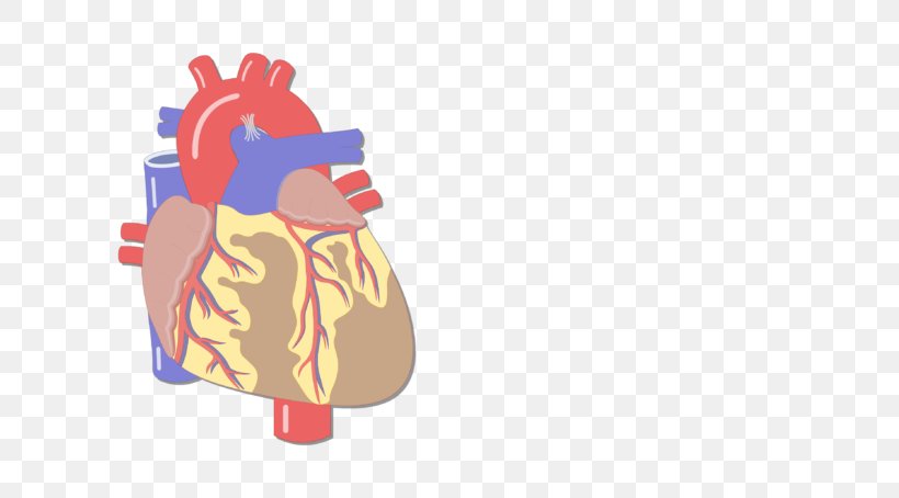Blood Vessel Great Vessels Heart Human Body Anatomy, PNG, 770x454px, Watercolor, Cartoon, Flower, Frame, Heart Download Free
