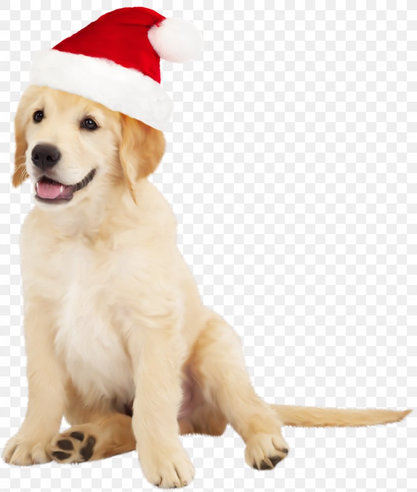 Border Collie Golden Retriever Santa Claus Puppy Clip Art, PNG, 1331x1571px, Border Collie, Carnivoran, Christmas, Companion Dog, Cuteness Download Free