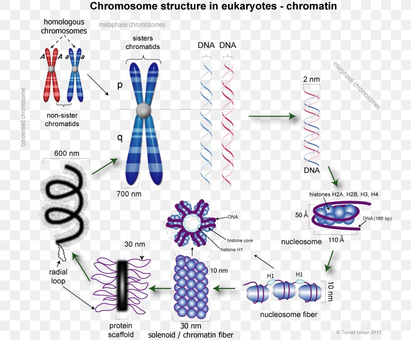 Eukaryotic Chromosome Structure Chromatin Chromatid DNA Condensation, PNG, 744x679px, Chromosome, Area, Brand, Cell, Chromatid Download Free