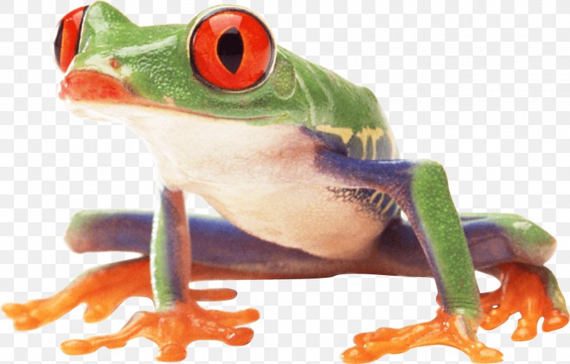 Frog Amphibian, PNG, 2239x1432px, Frog, Agalychnis, Amphibian, Image File Formats, Organism Download Free