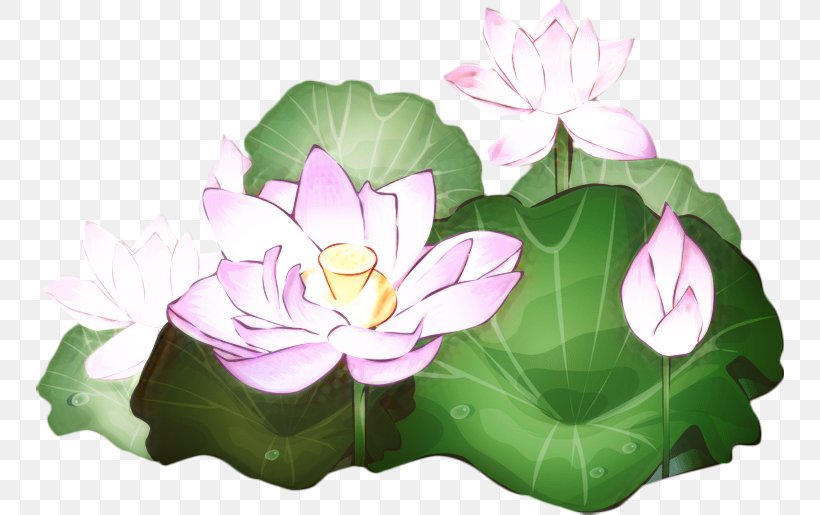 Lily Flower Cartoon, PNG, 748x515px, Nymphaea Nelumbo, Animation, Aquatic Plant, Drawing, Egyptian Lotus Download Free
