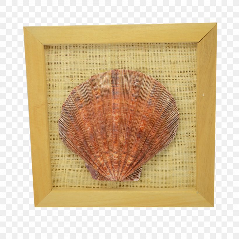 Seashell Lion Cockle 8x8, Inc. Conchology, PNG, 1100x1100px, Seashell, Clams Oysters Mussels And Scallops, Cockle, Conchology, Decorative Fan Download Free